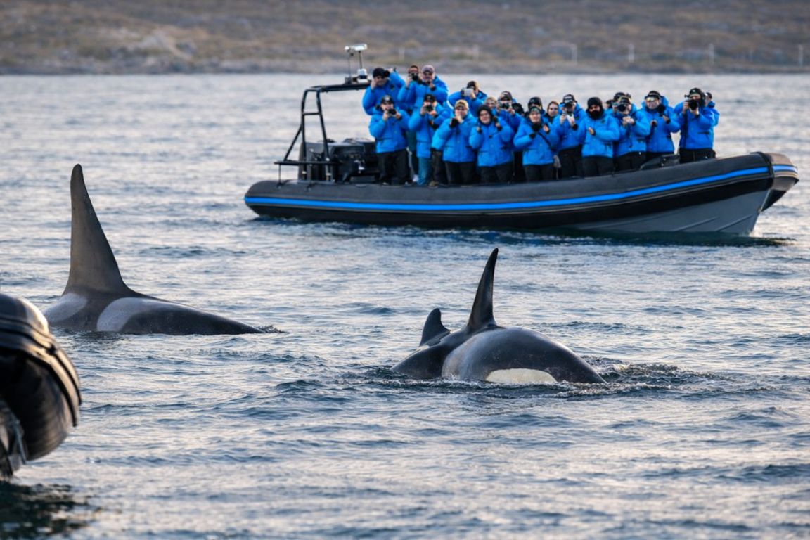 Whale watching tour in northern Norway during a Tromso Norway Tours experience, featuring orcas surfacing next to a boat of excited Arctic wildlife travelers