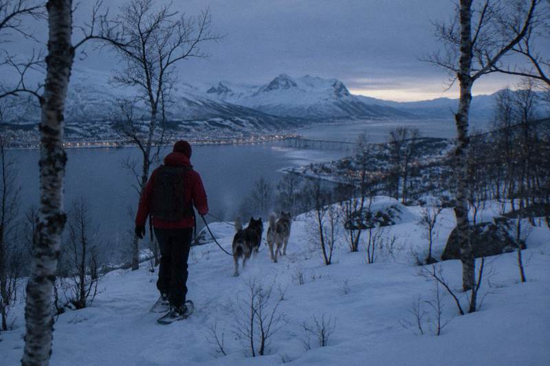 Guided Morning Snowshoe Hike with Huskies
