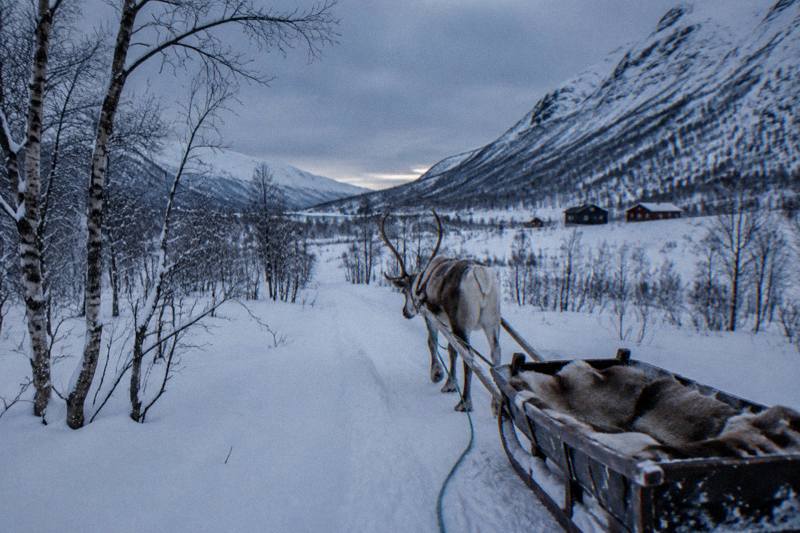 Tromsø: Reindeer Sledding, Feeding & Sami Culture Experience