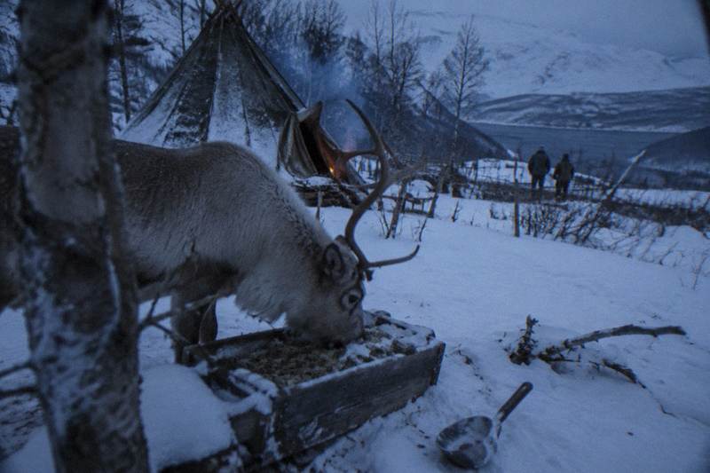 Tromsø: Reindeer Feeding and Sami Culture with Lunch