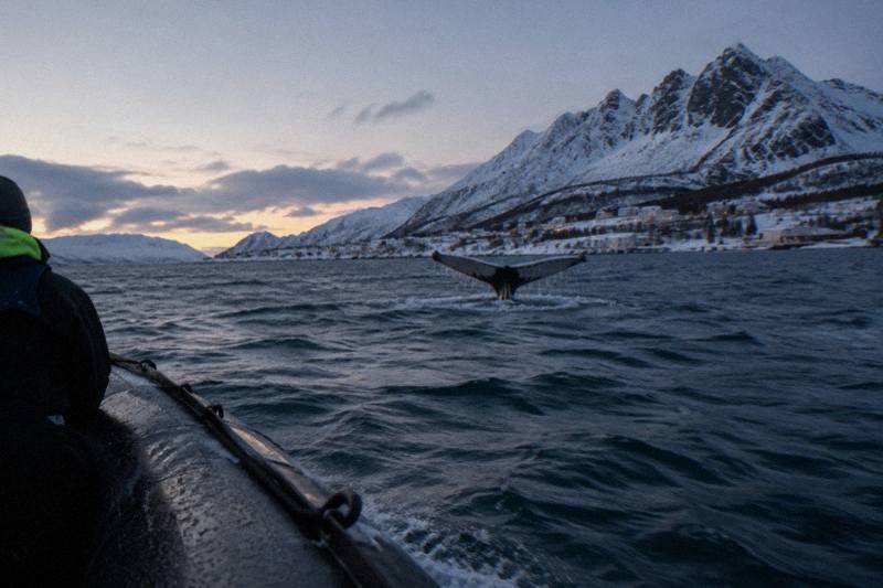 From Tromsø: Skjervoy Whale Watching RIB Boat Tour